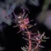 crowberry-flower-empetrum-nigrum