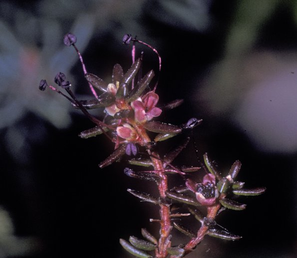 crowberry-flower-empetrum-nigrum