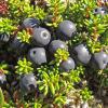 crowberry-in-the-alpine-2-juneau-alaska