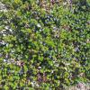crowberry-family