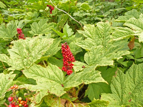 devil-s-club-juneau-august-29-2013