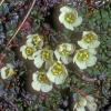 diapensia-family-diapensia-lapponica-modified