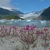 dwarf-fireweed-and-mendenhall-glacier-juneau