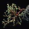 dwarf-mistletoe-arceuthobium-tsugense-