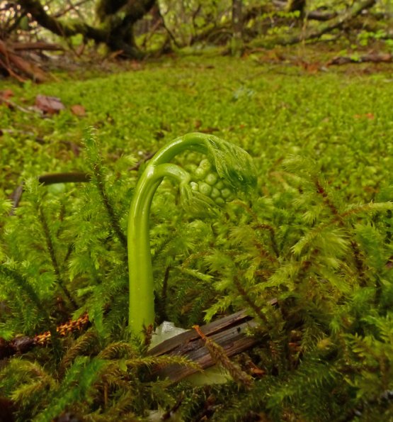emerging-plant-glacier-bay-n.p.
