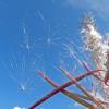 fireweed-seed-dispersal