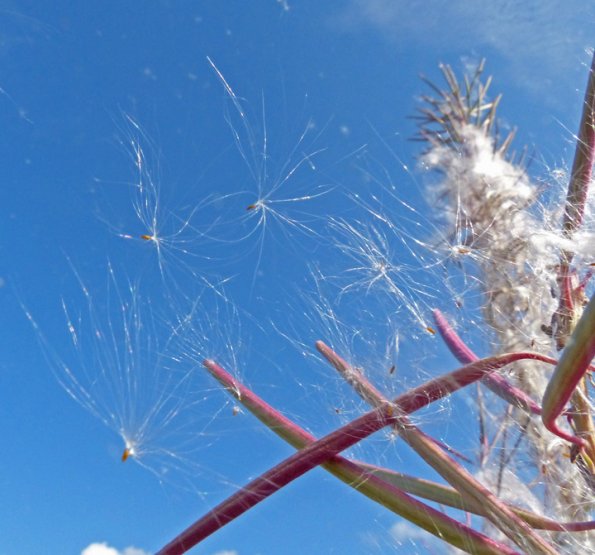 fireweed-seed-dispersal