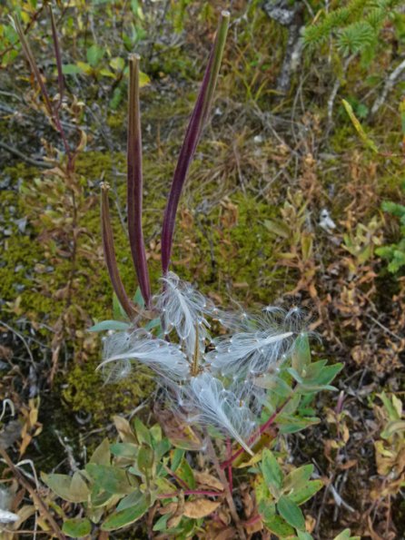 fireweed-seeds-1