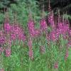 onagraceae-evening-primrose-family-fireweed