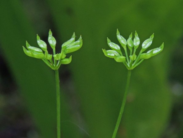 fern-leaf-goldthread-seed-pods_1341077433