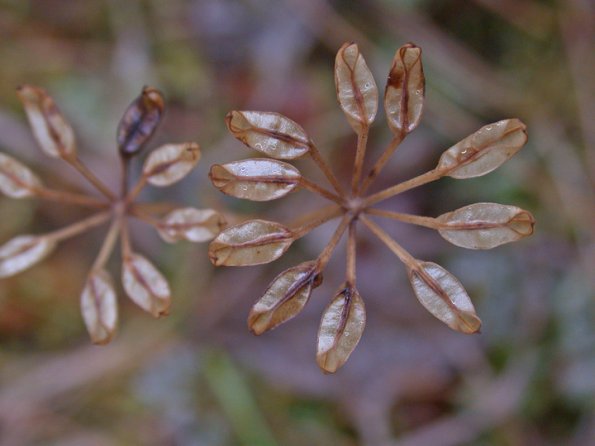 fern-leaf-goldthread-seed-pods