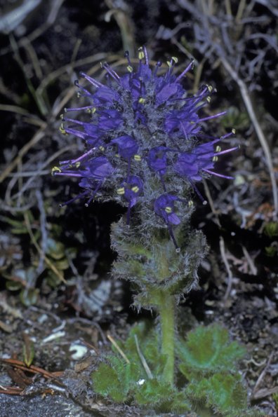 scropholariaceae-alaska-synthyris-denali-park