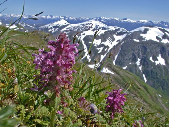 whorled-lousewort-pendicularis-verticillata-juneau