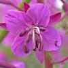 fireweed-blossom-and-beetles-juneau