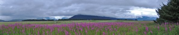 fireweed-on-the-mendenhall-wetlands