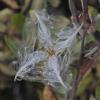 fireweed-seeds