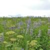 flowers-at-eagle-beach-juneau-on-july-8-2012