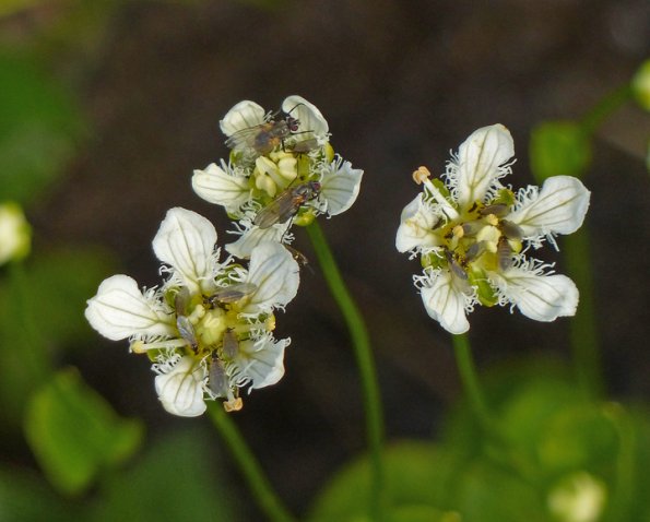 fringed-grass-of-parnassus-showing-insects