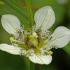 fringed-grass-of-parnassus
