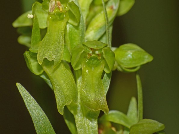 frog-orchid-flower