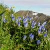 broad-petaled-gentian-and-mt-gastineau