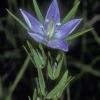 gentian-family-marsh-felwort
