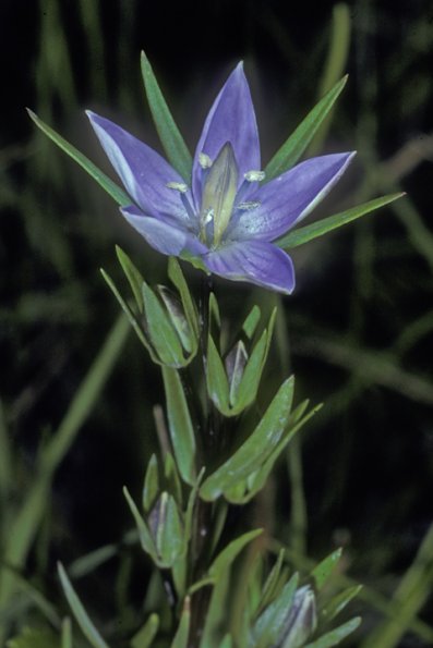 gentian-family-marsh-felwort