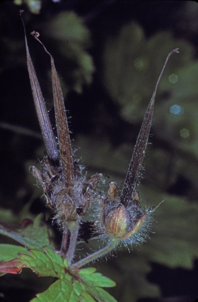 geranium-fruits-known-as-crane-s-bill