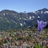 mountain-harebell-on-juneau-ridge