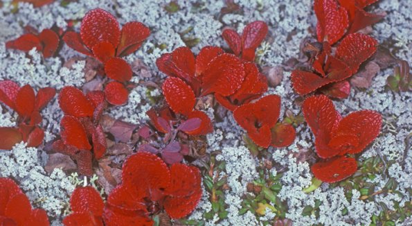 heath-family-alpine-bearberry-denali-sept.
