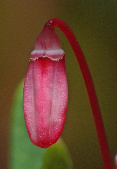 bog-cranberry-flower-unopened-modified