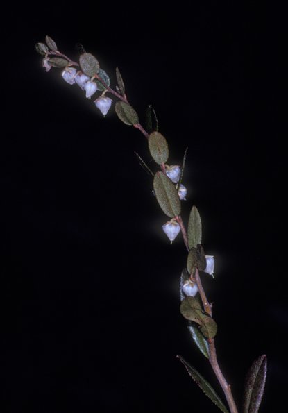 heath-family-cassandra-fairbanks