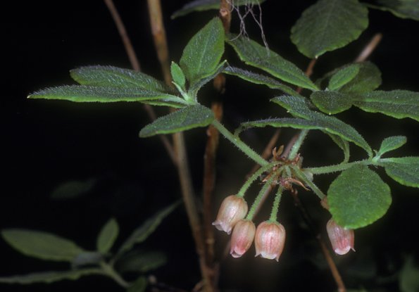 heath-family-false-azalea
