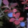 heather-family-dwarf-alpine-blueberry-vaccinium-uliginosum-2