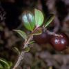 lingonberry-berry-fish-creek-bog
