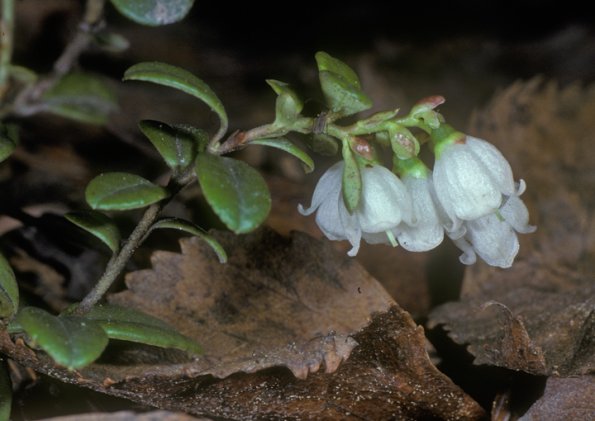 lingonberry-flowers-fairbanks-modified