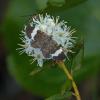 moth-and-hoverfly-on-labrador-tea