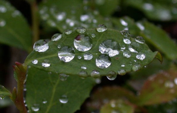 water-drops-on-blueberry-leaf
