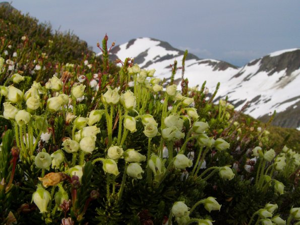 yellow-mountain-heather