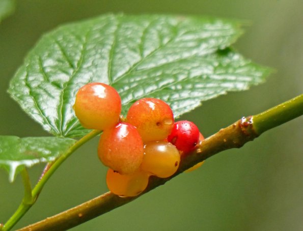 highbush-cranberry-red-viburnum-edule-