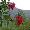 elderberry-in-sheep-creek-valley
