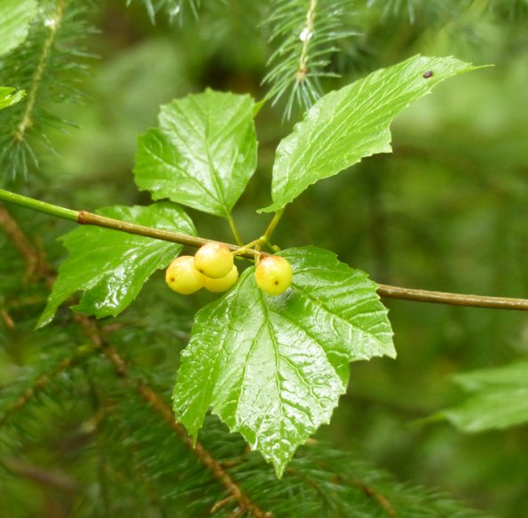 high-bush-cranberry-green