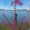 hornworm-on-fireweed-juneau-alaska-august-29