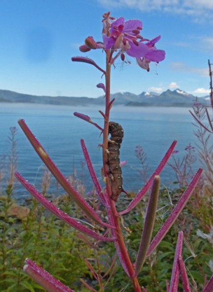 hornworm-on-fireweed-juneau-alaska-august-29