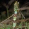 horsetail-family-equisetaceae-common-horsetail-equisetum-arvense-juneau-2