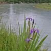 iris-and-mendenhall-river
