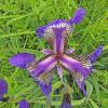 iris-setosa-wild-flag-kowee-meadow