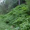 knotweed-patch-near-fish-creek-sept-3