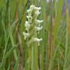ladies-tresses-orchid