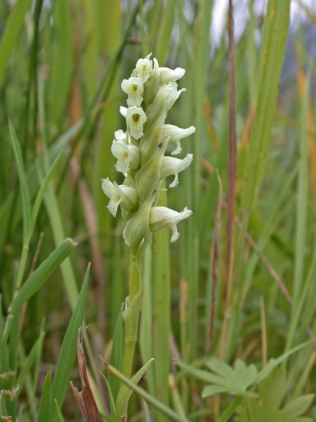 ladies-tresses-orchid